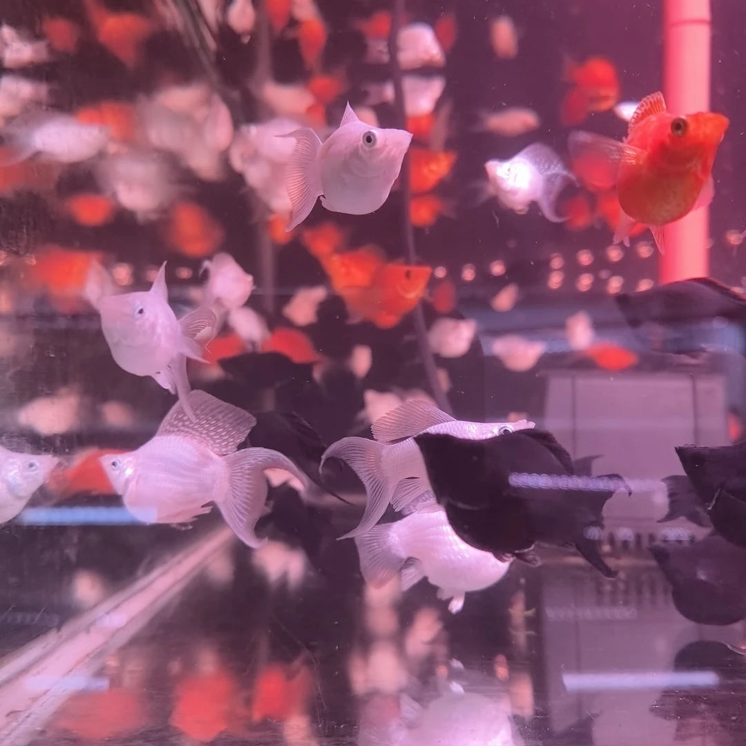 玛丽球 小型热带精品观赏鱼好养易活草缸搭色新手混养