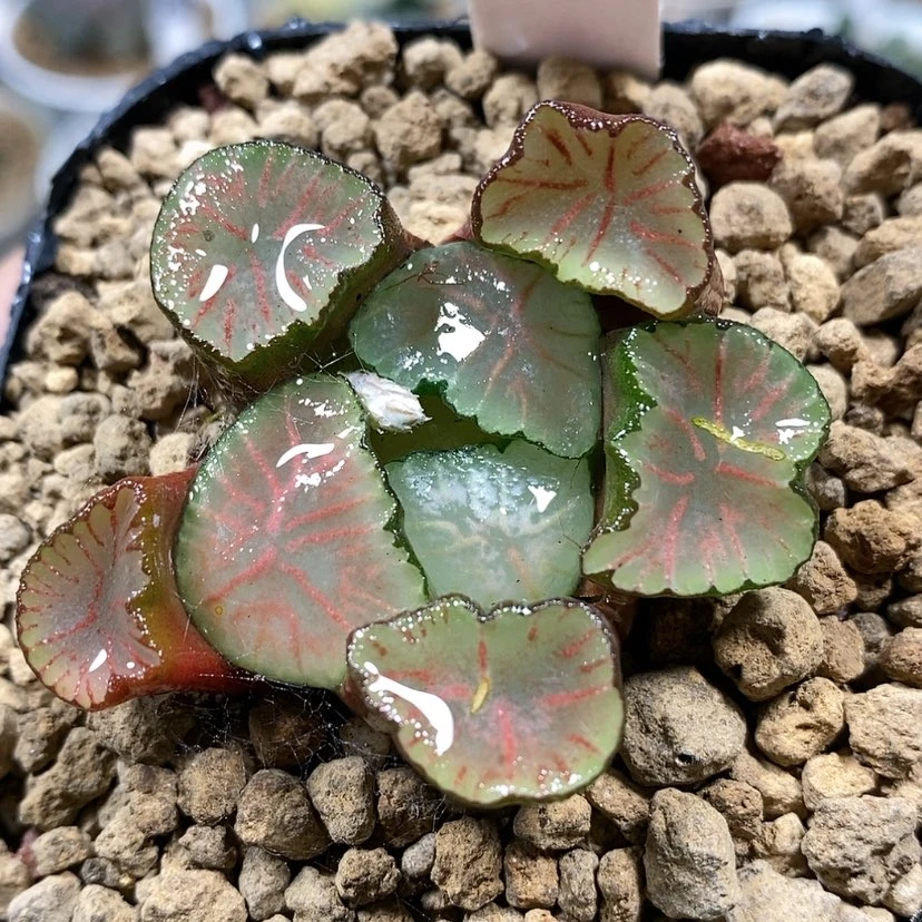 【闪购商品】173红纹
