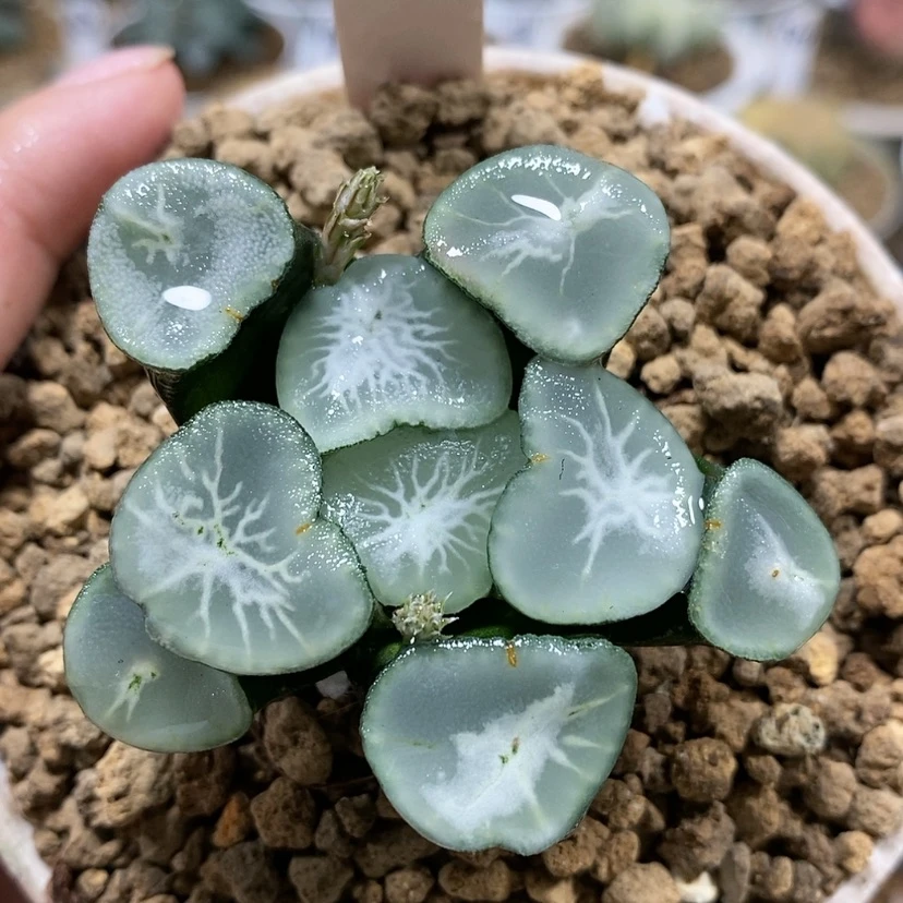 【闪购商品】98望乡