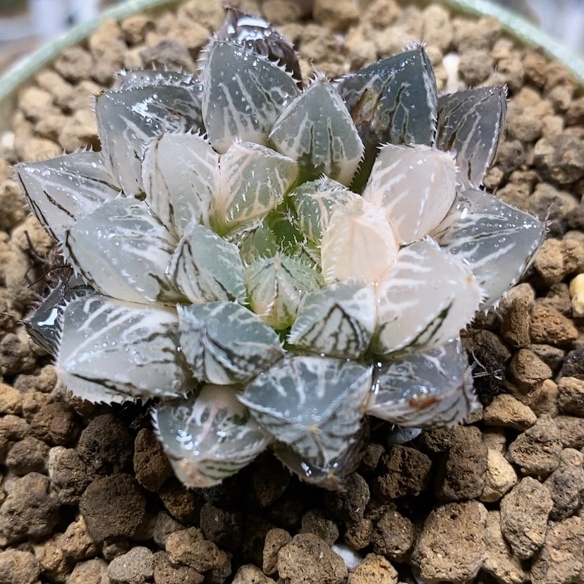 【闪购商品】129小叶楼兰锦