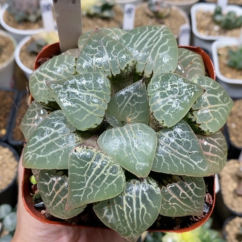【闪购商品】127水晶101母本