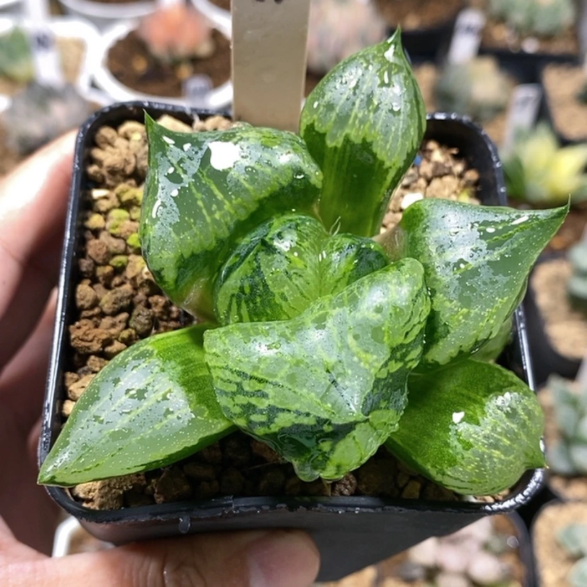 【闪购商品】91巨大窗裹