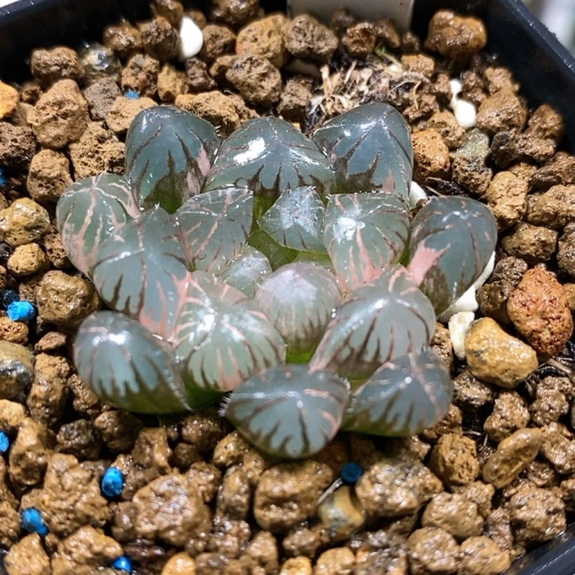 【闪购商品】6实生锦