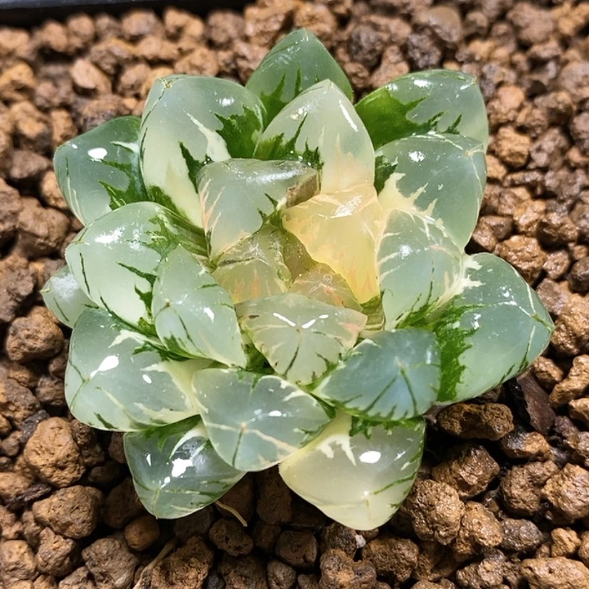 【闪购商品】126北极之光非组