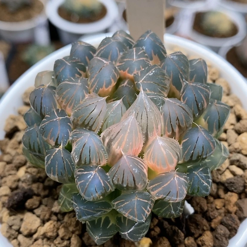 【闪购商品】161糊斑霓虹灯母本