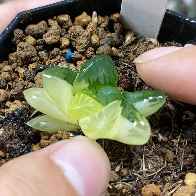 【闪购商品】24花水晶