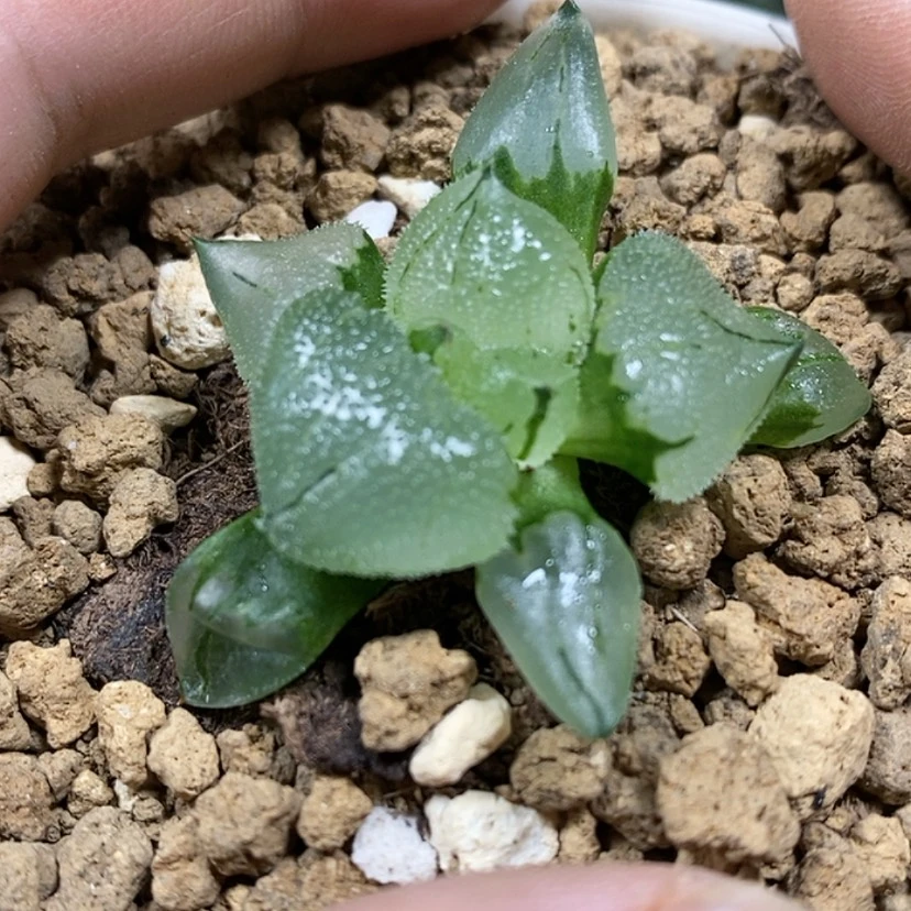 【闪购商品】101冰城实生