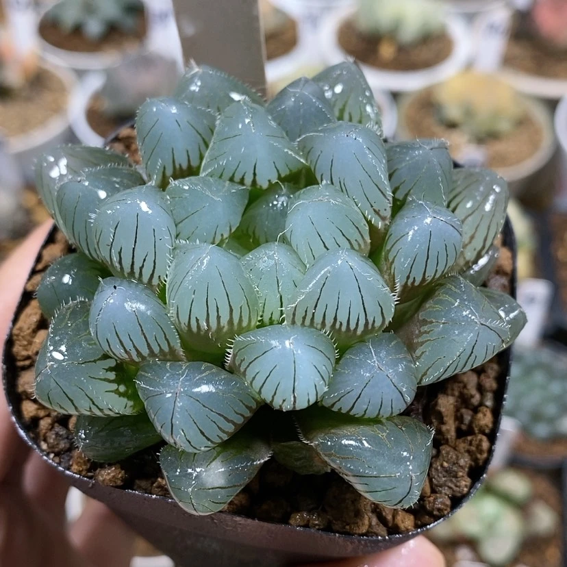 【闪购商品】19蓝镜