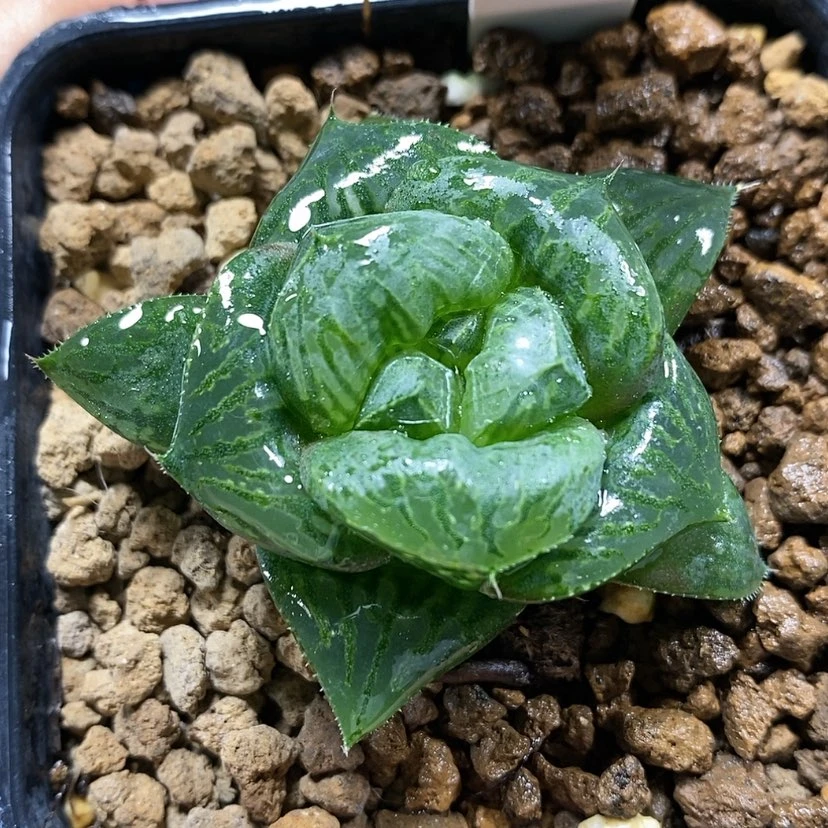【闪购商品】195实生寿