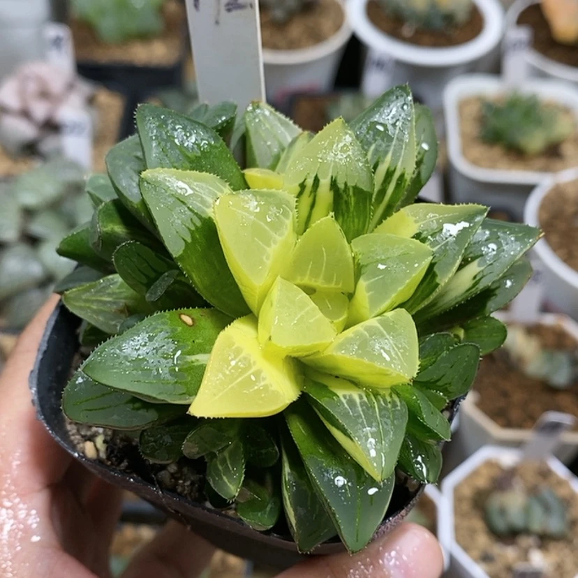【闪购商品】172姬寿锦