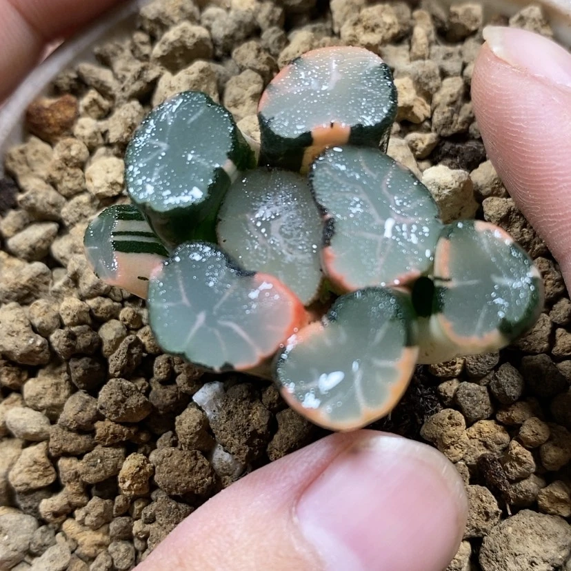【闪购商品】72羽衣锦