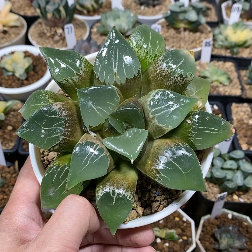 【闪购商品】201实生母本