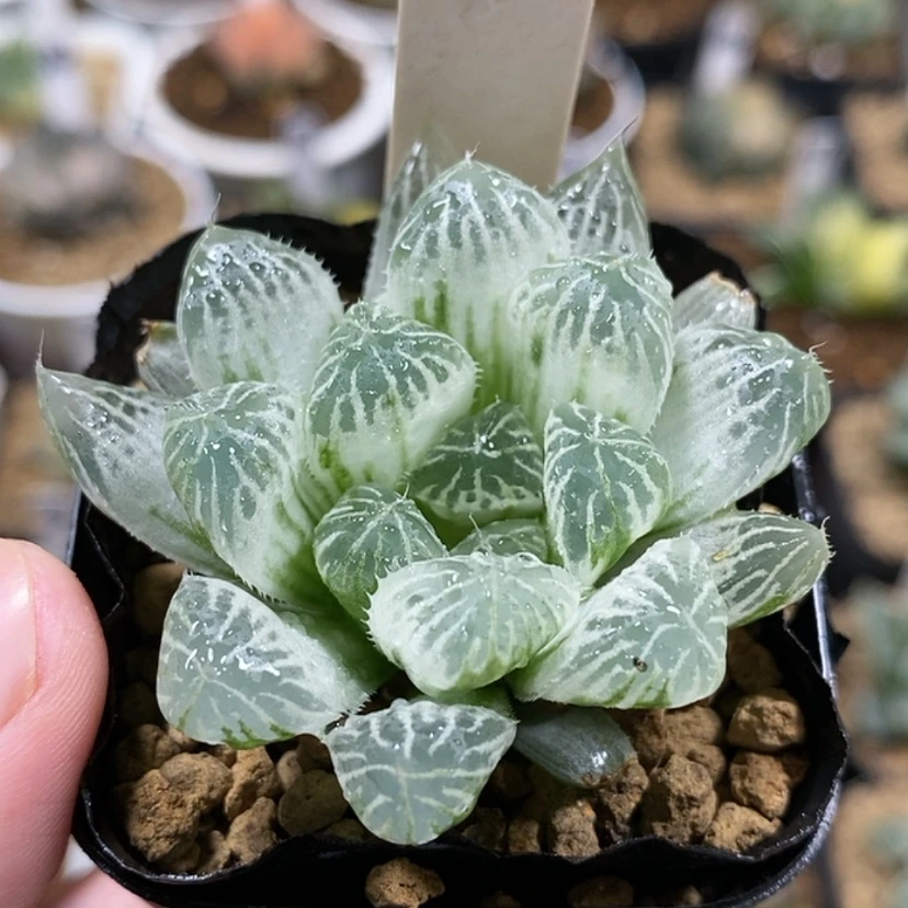 【闪购商品】40白斑