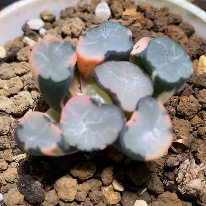 【闪购商品】D****72羽衣