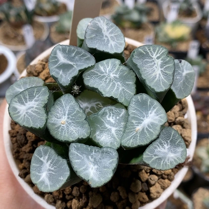 【闪购商品】76白纹凤凰