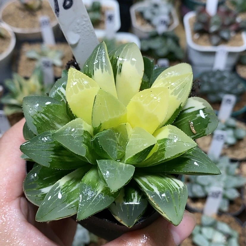 【闪购商品】18姬寿锦