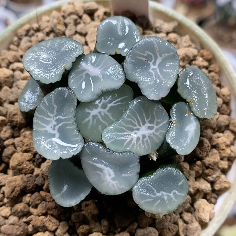 【闪购商品】126女神欧