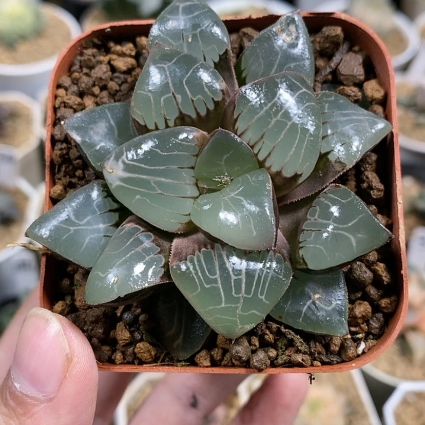 【闪购商品】117天池克