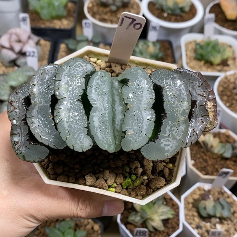 【闪购商品】170雪狼母本