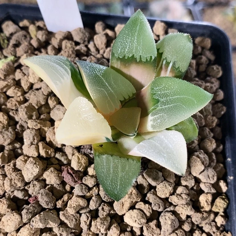 【闪购商品】似**年4实生