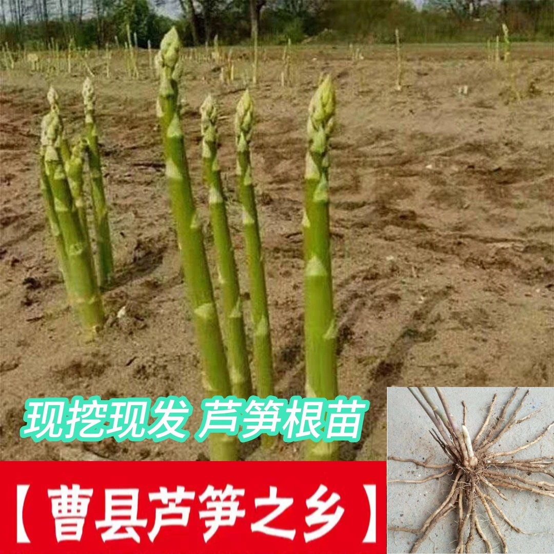 【高成活率】芦笋苗种苗蔬菜苗四季多年生长庭院种植芦笋苗根系