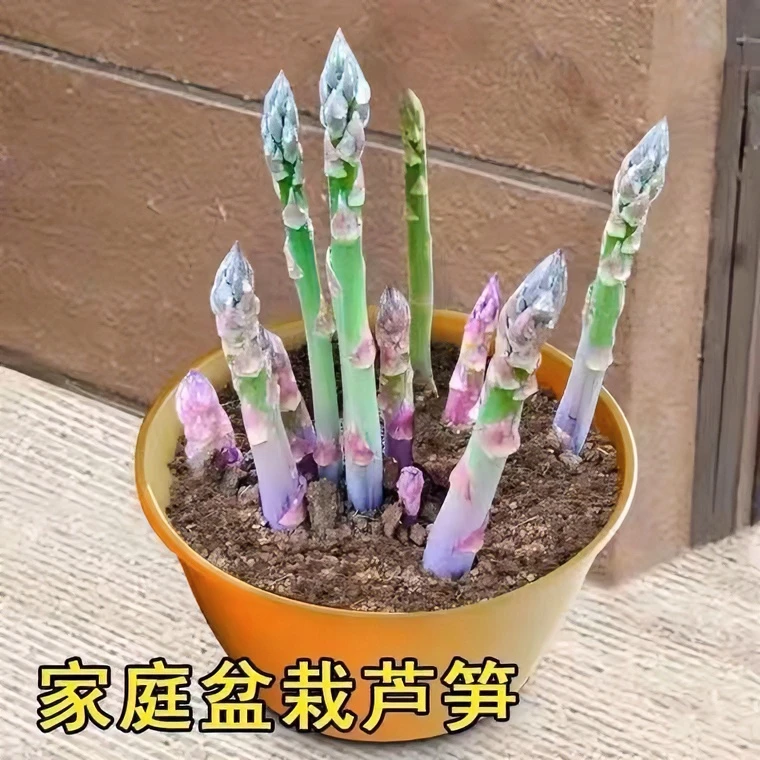 芦笋根苗四季种植多年生耐热高产量蔬菜苗阳台陆地均可种植大面积