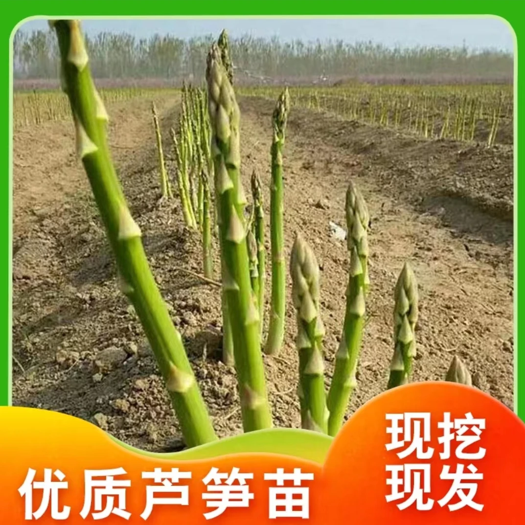 芦笋根苗四季多年生蔬菜苗阳台陆地盆栽家庭种植生长温馨发芽夏季