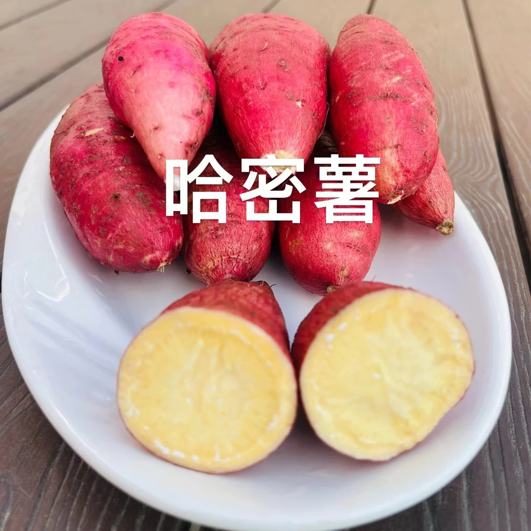 现挖现发基地自产红薯,三种红薯随机发25.8五斤顺丰包邮
