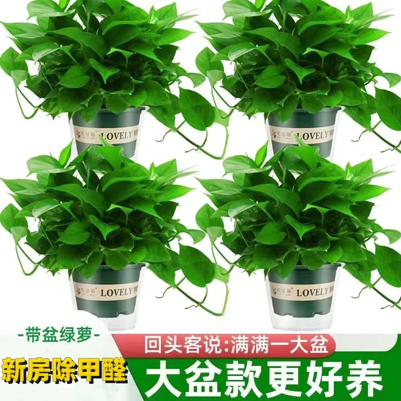 【4盆装】桌面大盆绿萝盆栽室内植物除甲醛水植绿箩长藤新房家用