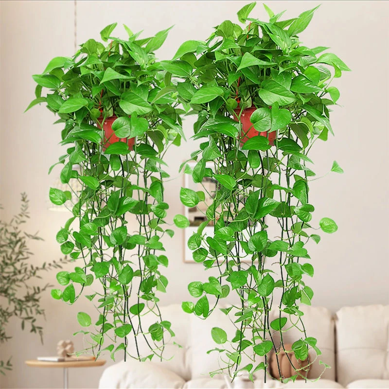 【长藤绿萝】2盆到手36.8室内植物除甲醛