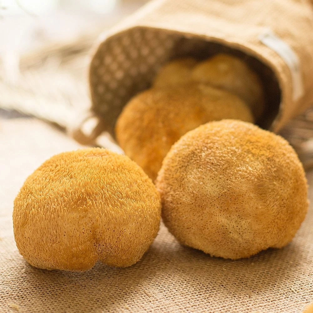 【云南深山】云南-猴-头-菇干货饱满养-喂粉营养早餐鲜嫩食用煲汤