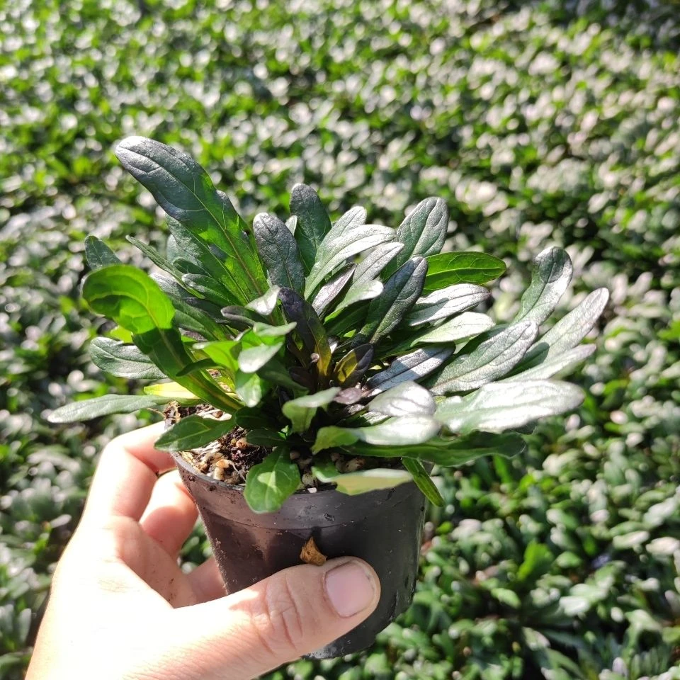 姬十二单筋骨草山野宿根花卉多年生盆栽耐寒耐热耐荫阳台庭院