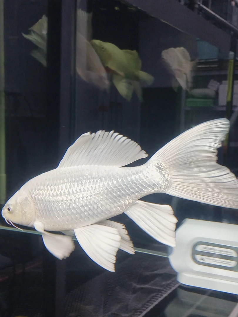 锦鲤观赏鱼 蝴蝶鲤