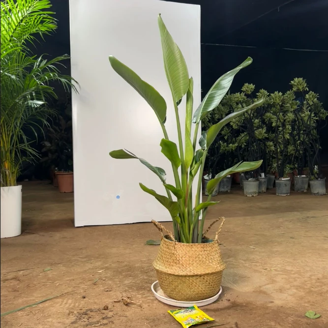 天堂鸟盆栽室内办公室绿植 白盆发货 叶片自然开裂 介意慎拍