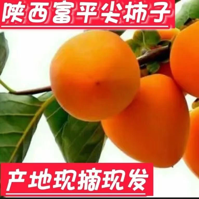 精选富平大尖柿12枚/16枚装很甜好吃【吃软不吃硬】特产