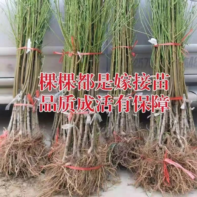 一物一拍桃树苗各种果树苗嫁接苗