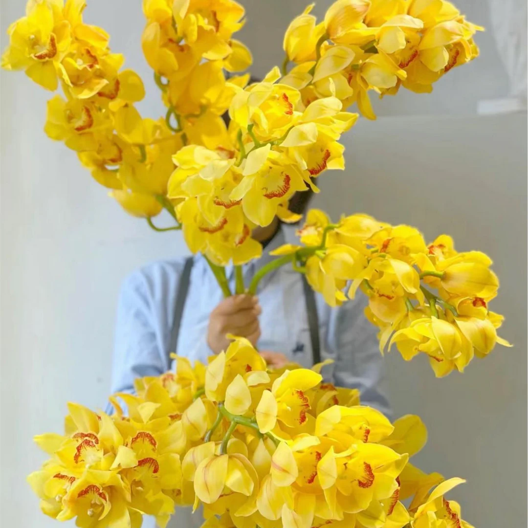 【新春年宵花-大花蕙兰】高品质丝绒质感 招财福花 高端水培鲜切花