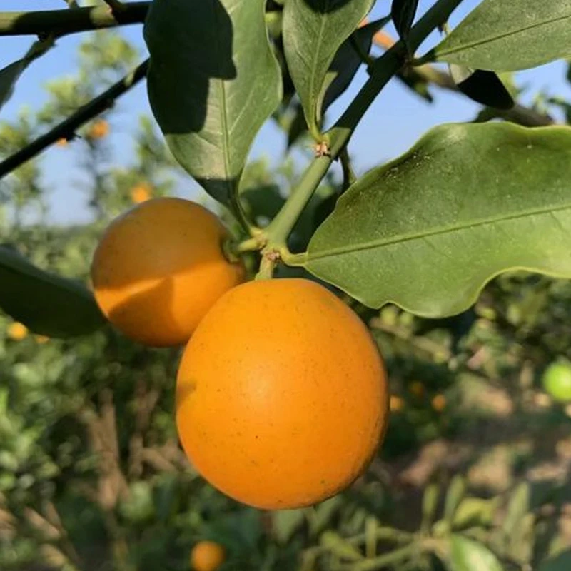 三代脆蜜绿植盆栽原产地发货【一物一拍】