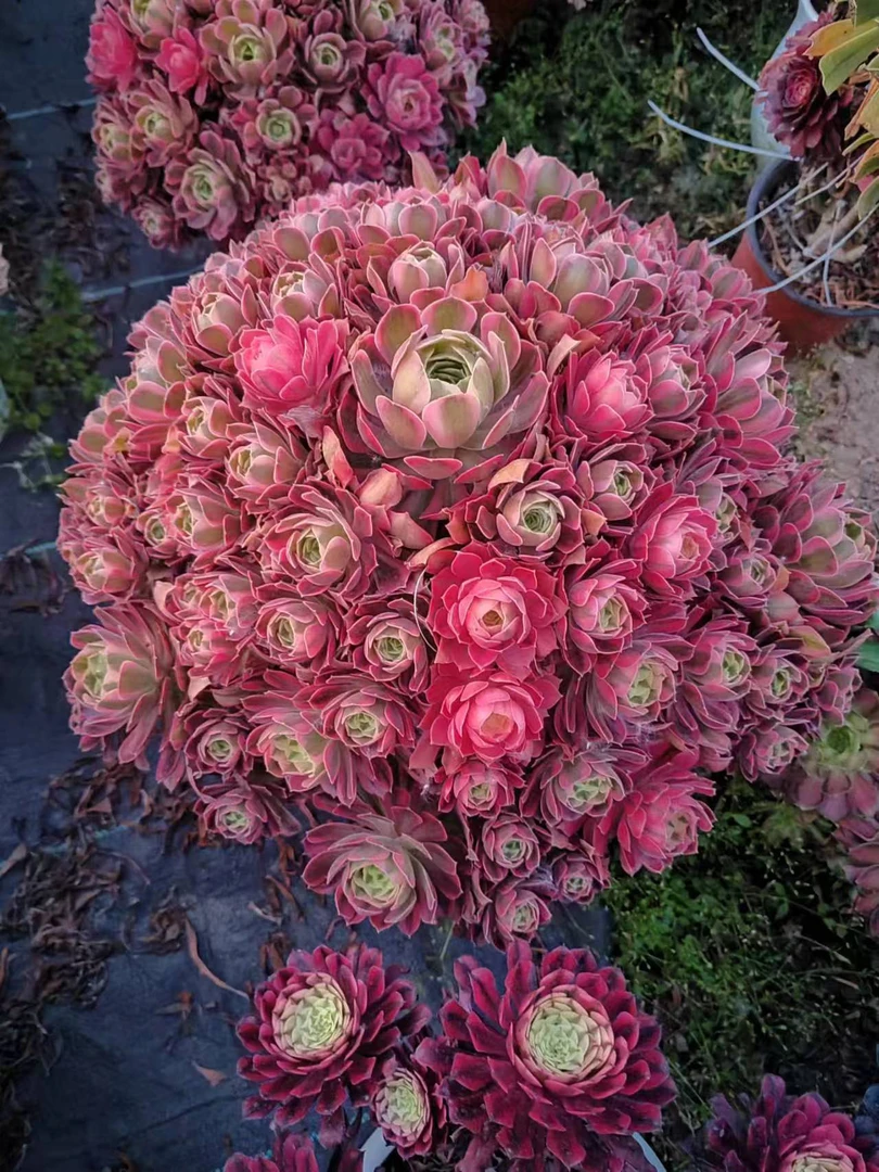 一物一拍直播链接多肉植物