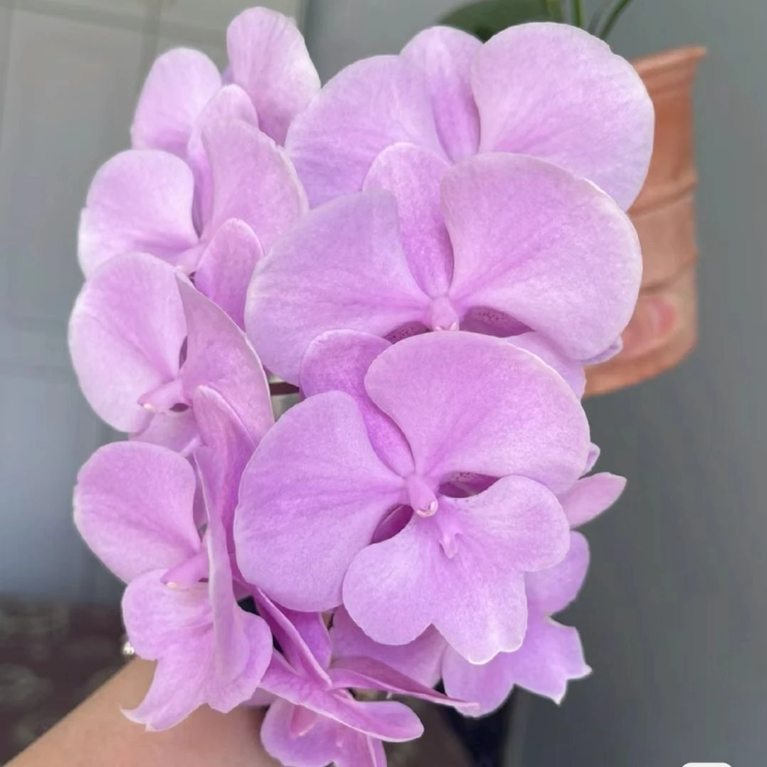 【禹城王子】欧品粉色系蝴蝶兰大舌头带花带苞3.0杯全双剑