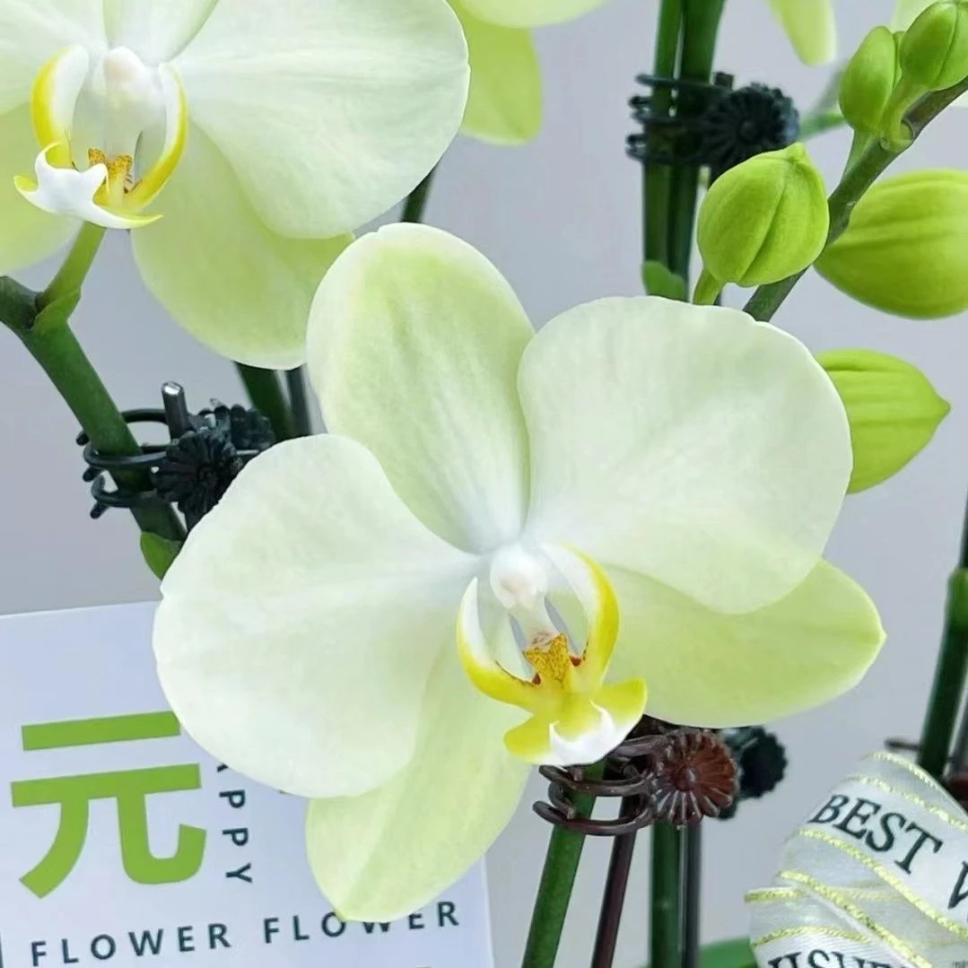 【卡莉】欧品绿色系中花型蝴蝶兰带花带苞2.8杯花期长