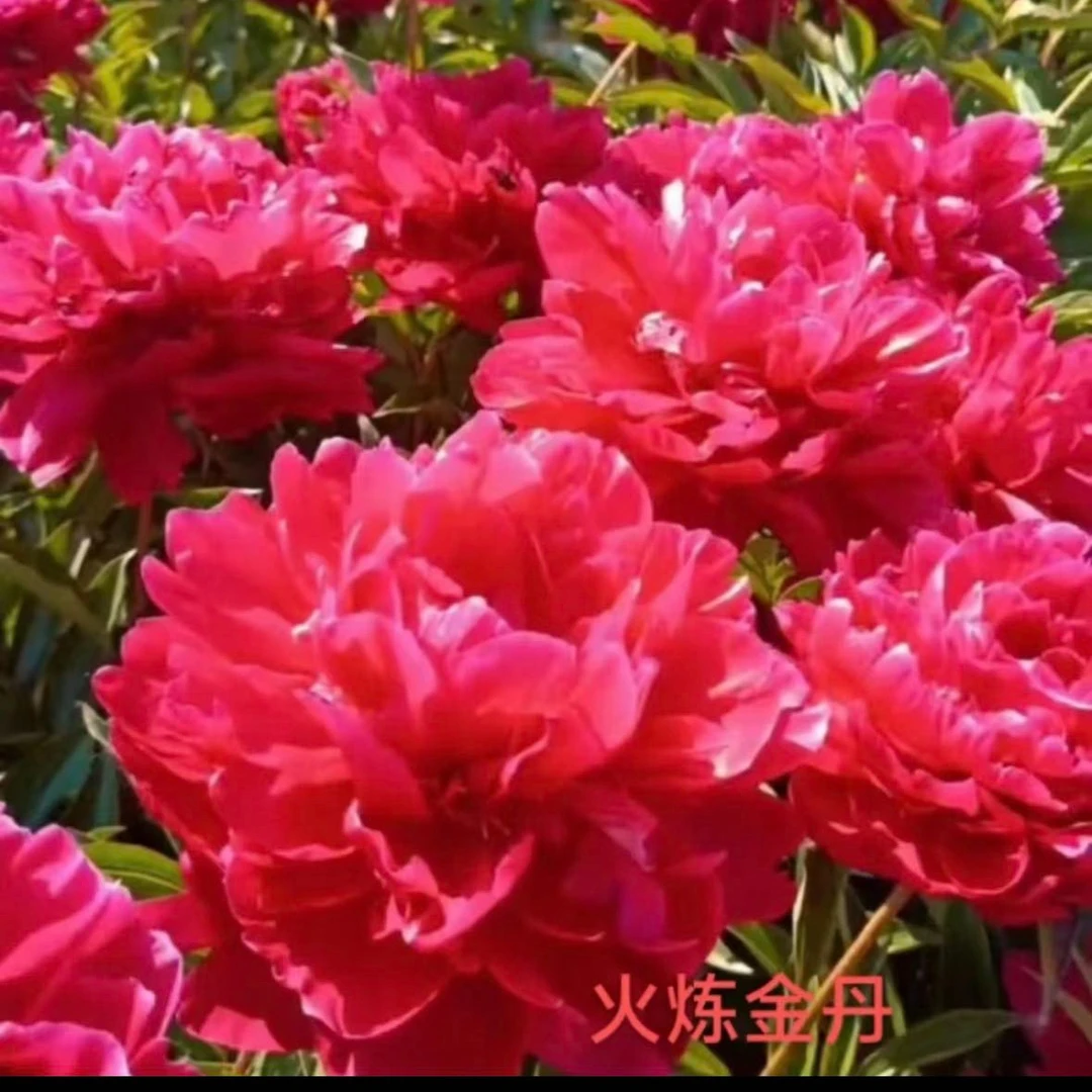 火炼金丹 红色系芍药花苗。裸根发货。 菏泽基地直发