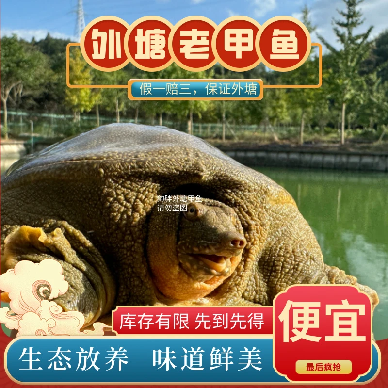 【生态外塘甲鱼1】鲜活甲鱼青背天然甲鱼水鱼包活包邮1