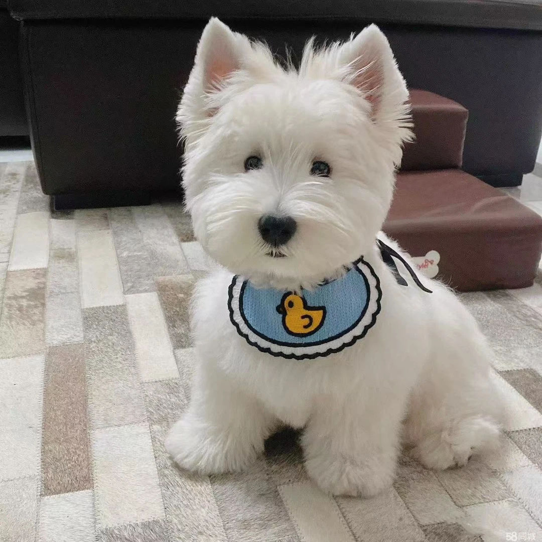 购买宠物代金券，49.9元抵扣200元。可用于本店各类宠物购买。