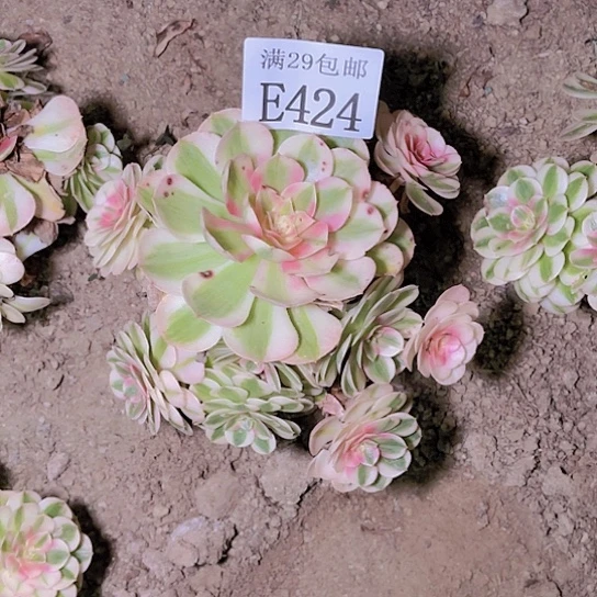 424倾城多肉植物