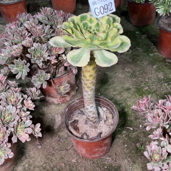 092艳姿多肉植物