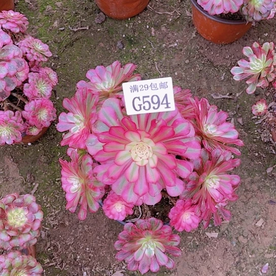 594红铜白多肉植物