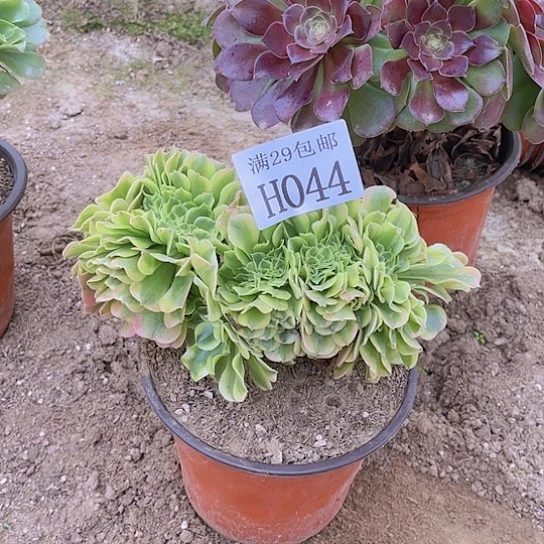 044绿豆沙缀多肉植物