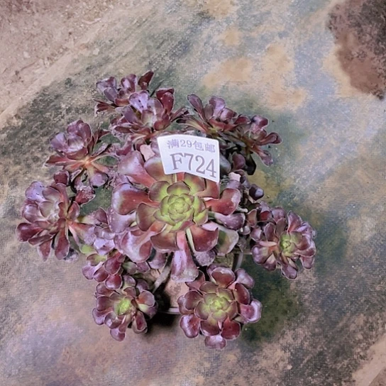 724圆叶黑发师多肉植物