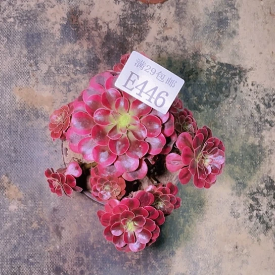 446美杜莎多肉植物